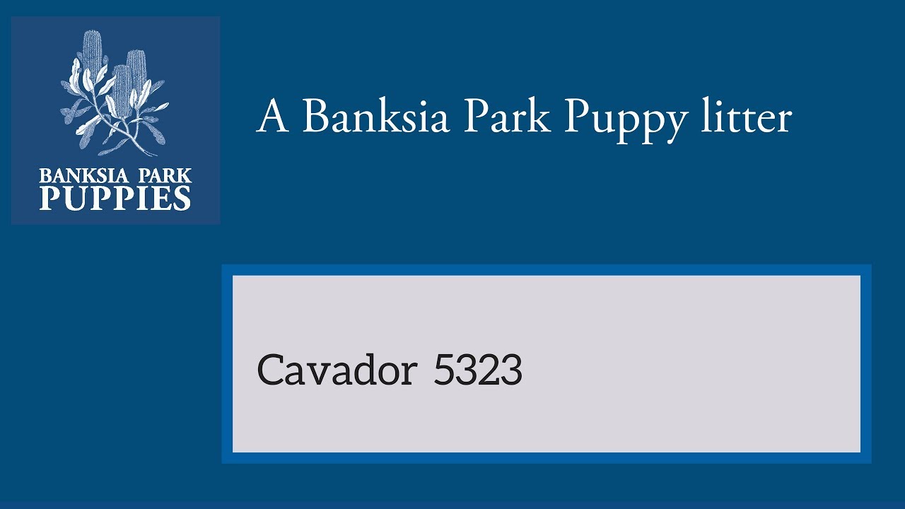 Cavador 5323