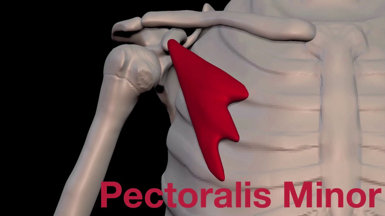 Arm Muscles: 13 Pectoralis Minor