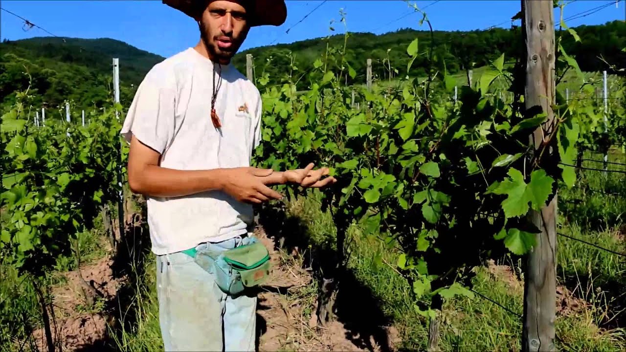 LE PALISSAGE MANUEL (ou relevage) EN ALSACE PAR FLORIAN BECK-HARTWEG