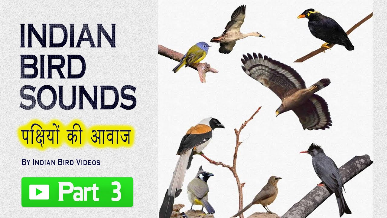 Indian bird sounds - Part 3 (HD sound and video ) #indian_birds #indian_bird_sounds #bird_calls