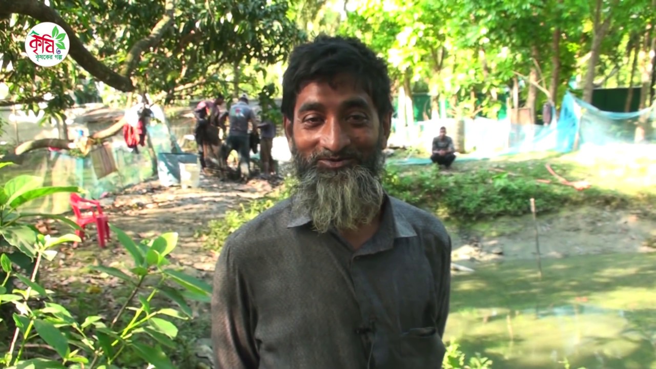 জাকির হোসেনের শোল চাষের বর্তমান অবস্থা | snakehead Fish