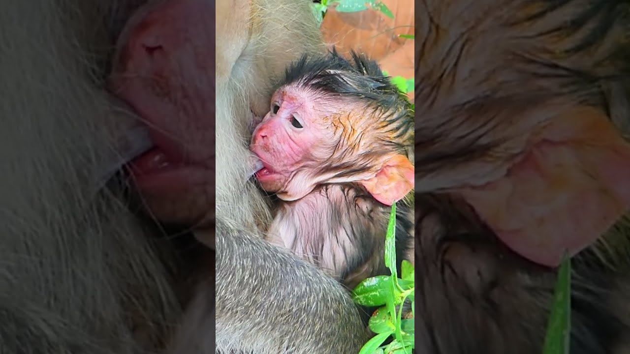 Adorable baby monkeys