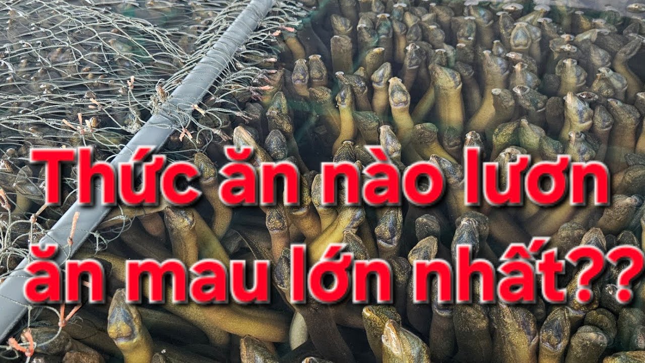 Thử nghiệm tốc độ lớn của từng loại thức ăn dành cho lươn thương phẩm (P1) | 0914.292.736 