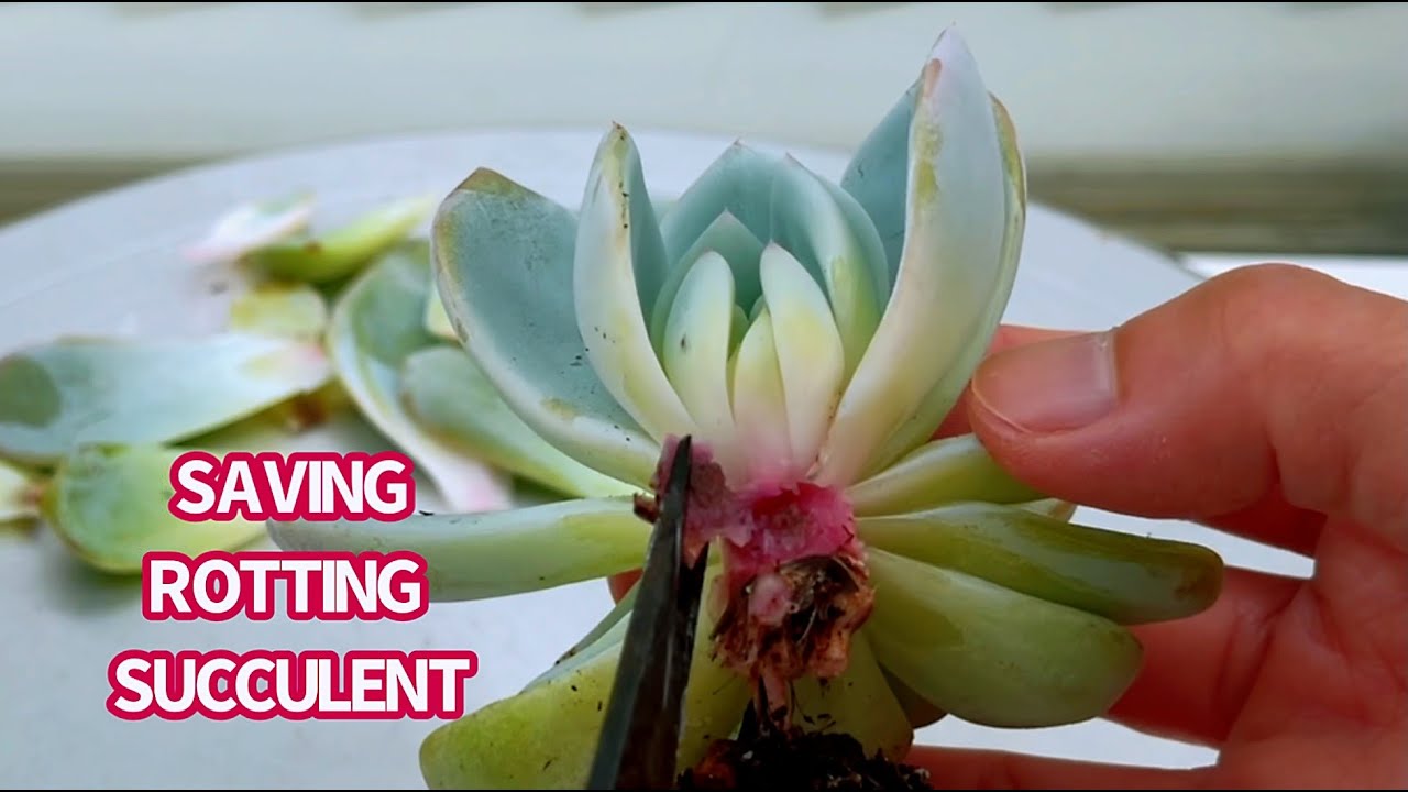 SAVING SUCCULENT FROM ROTTING  | CỨU SEN ĐÁ BỊ ÚNG THÂN | 다육식물 | 多肉植物 | Suculentas