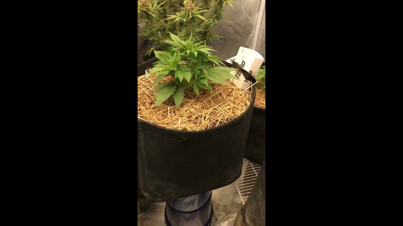 Day 20 Power Punch and Chimp Glue autoflowers from Synergy Automatic Genetics organic no till grow