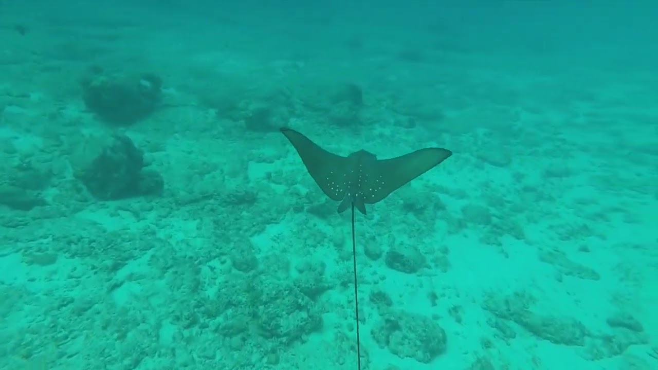 Seychelles sous l'eau 2025