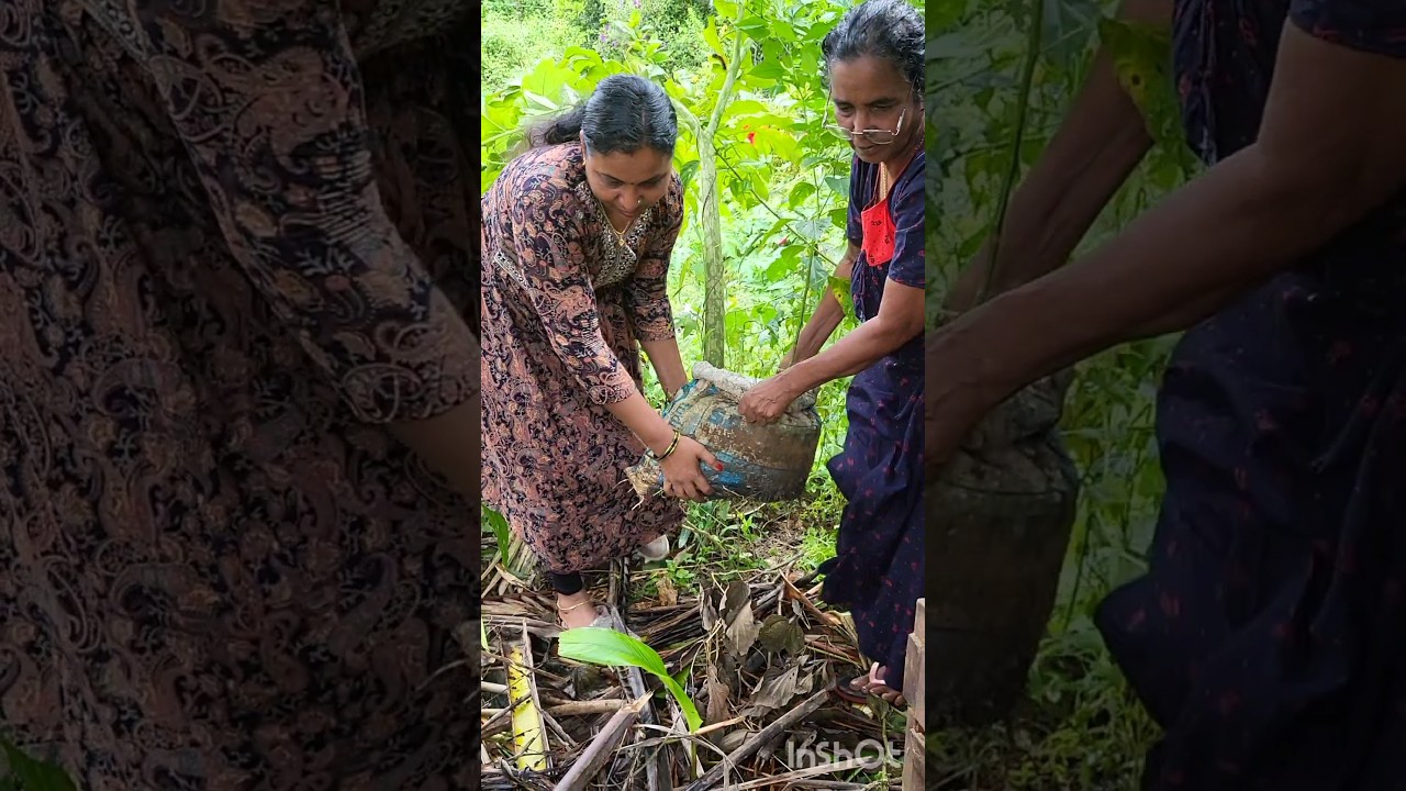 💚👌അമ്മ ചാക്കിൽ നട്ട ചേന👌/yam /elephant foot എത്ര നന്നായി ചാക്കിൽ കൃഷി ❤️