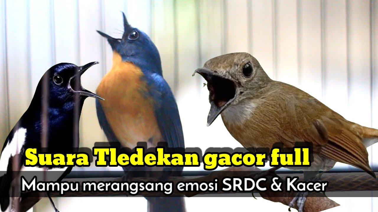TLEDEKAN GUNUNG FULL GACOR NGEROLL AMPUH BIKIN KACER DAN SRDC EMOSI 