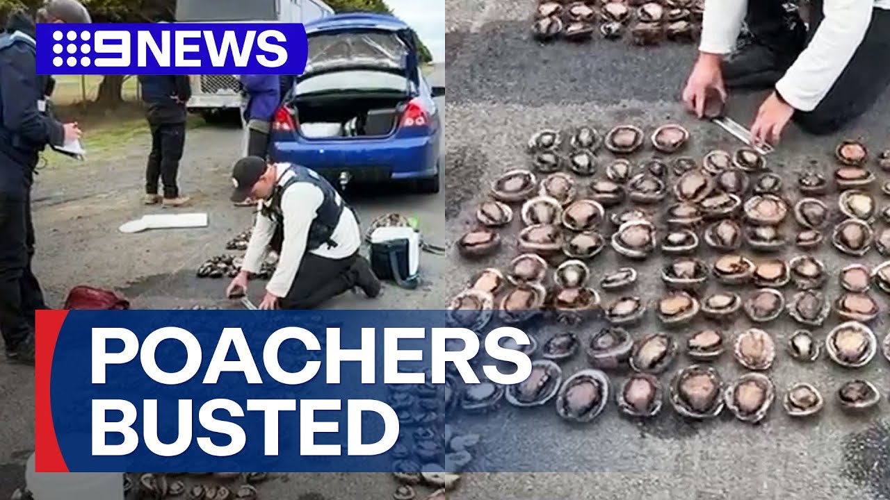 Alleged abalone poachers busted on Phillip Island | 9 News Australia