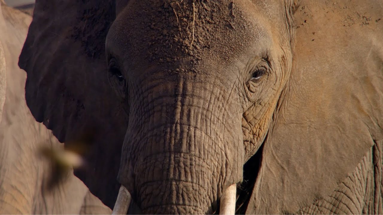 Elephants discover an ancestor's bones - Life Story: Episode 6 preview - BBC