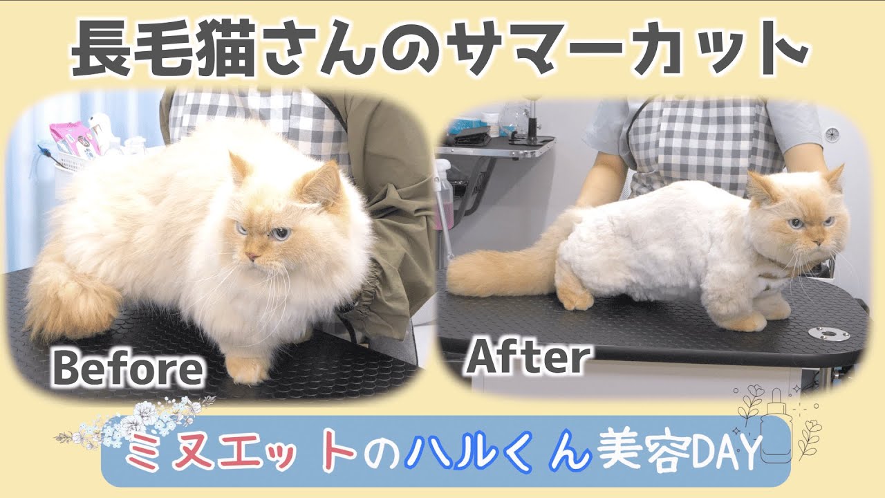 【猫さんのサマーカット】トリミングの1日の流れ / 猫専門サロン