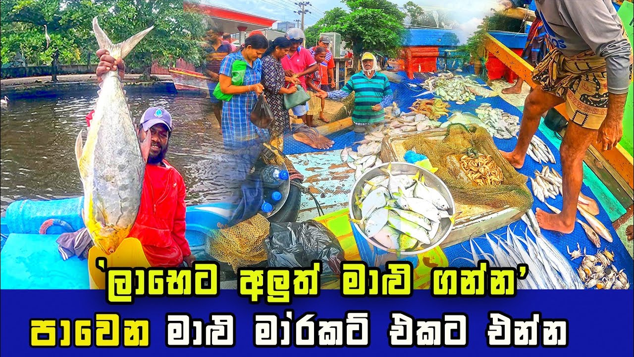 AMAZING FLOATING FISH MARKET IN SRI LANKA I YOU CAN BUY FRESH FISH FOR CHEAP PRICE
