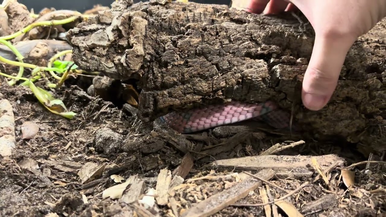 Honduran Milk Snake in Shed