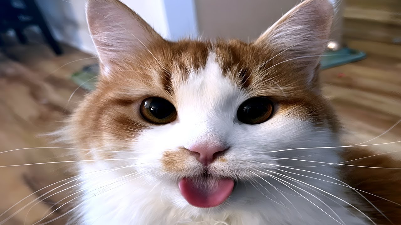 cats invented chaos