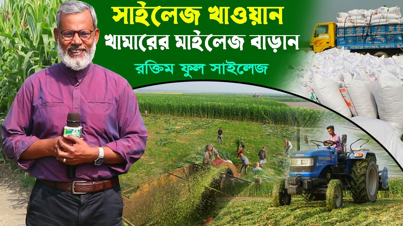 1268- সাইলেজ খাওয়ান খামারের মাইলেজ বাড়ান, গরুর খামার -র.ই মানিক   R.I Manik.Chitrapuri Krishichitra