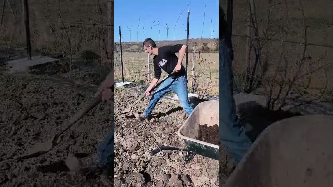 Cum plantez eu pomii fructiferi!