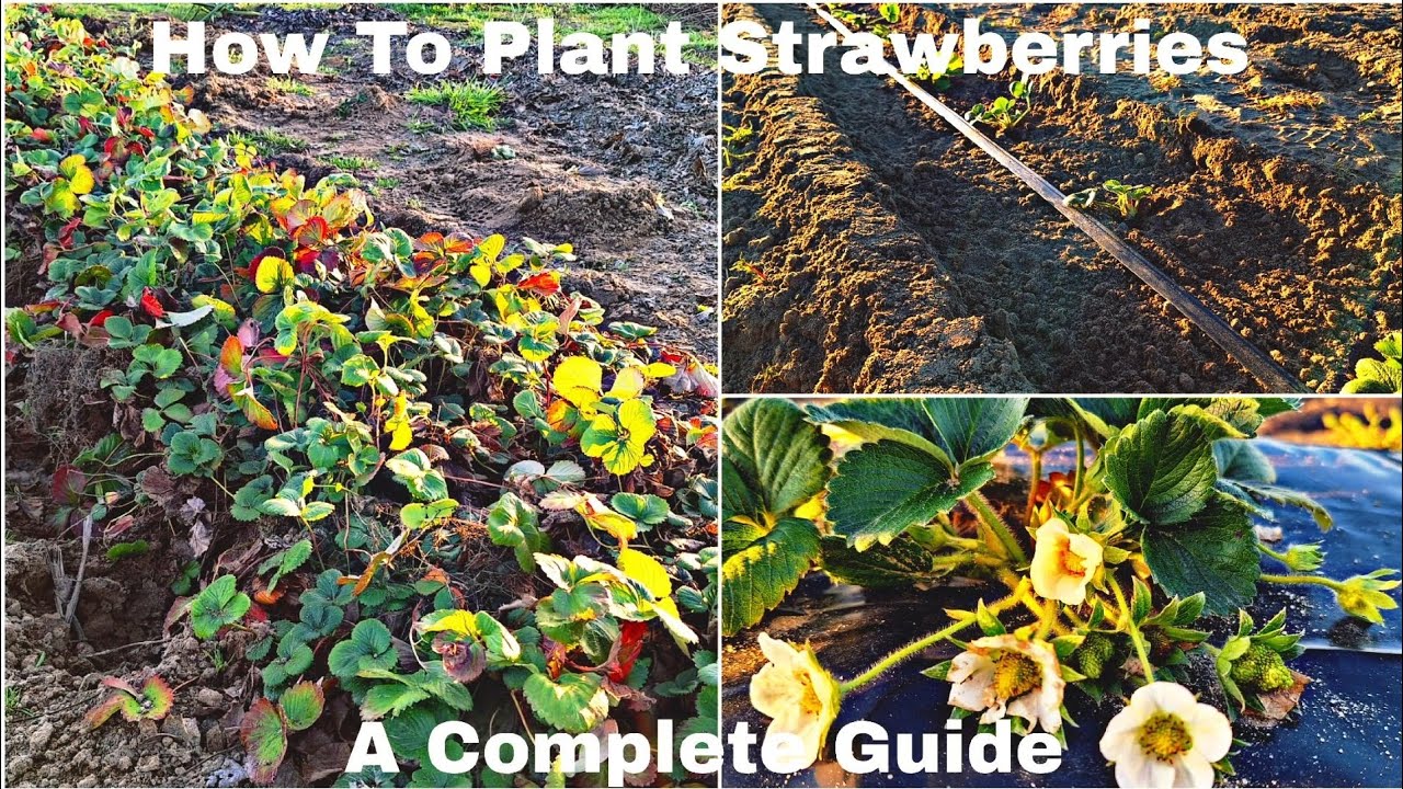 How To Plant Strawberries - A Complete Guide 🍓