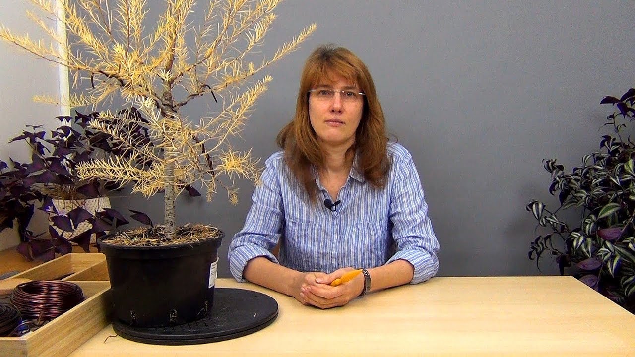 Бонсай из лиственницы (ч.2).