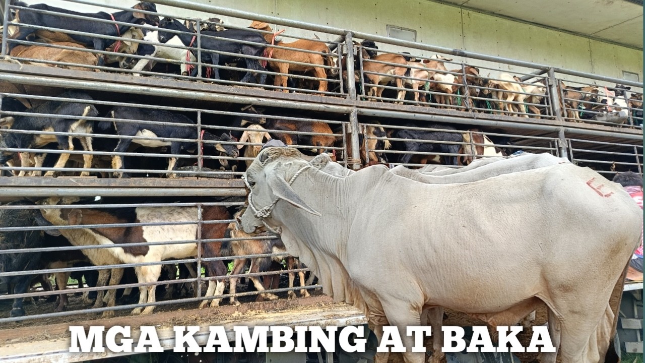 Kambing at mga Toreteng Baka! 