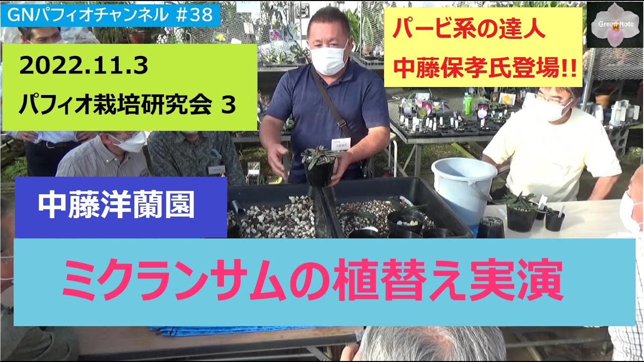 #38 2022 11 3パフィオ栽培研究会3 中藤洋蘭園ミクランサム植替え実演