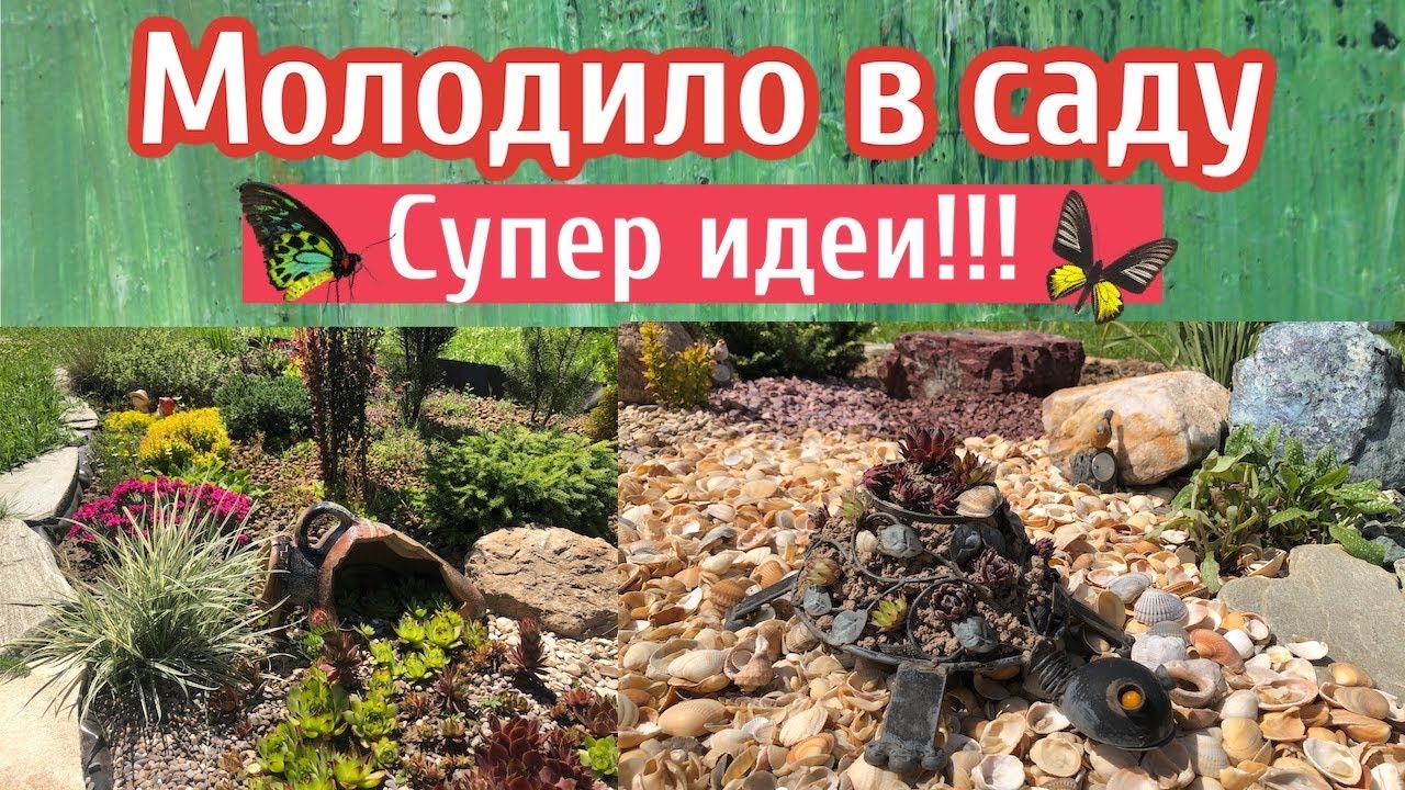 Молодило в саду