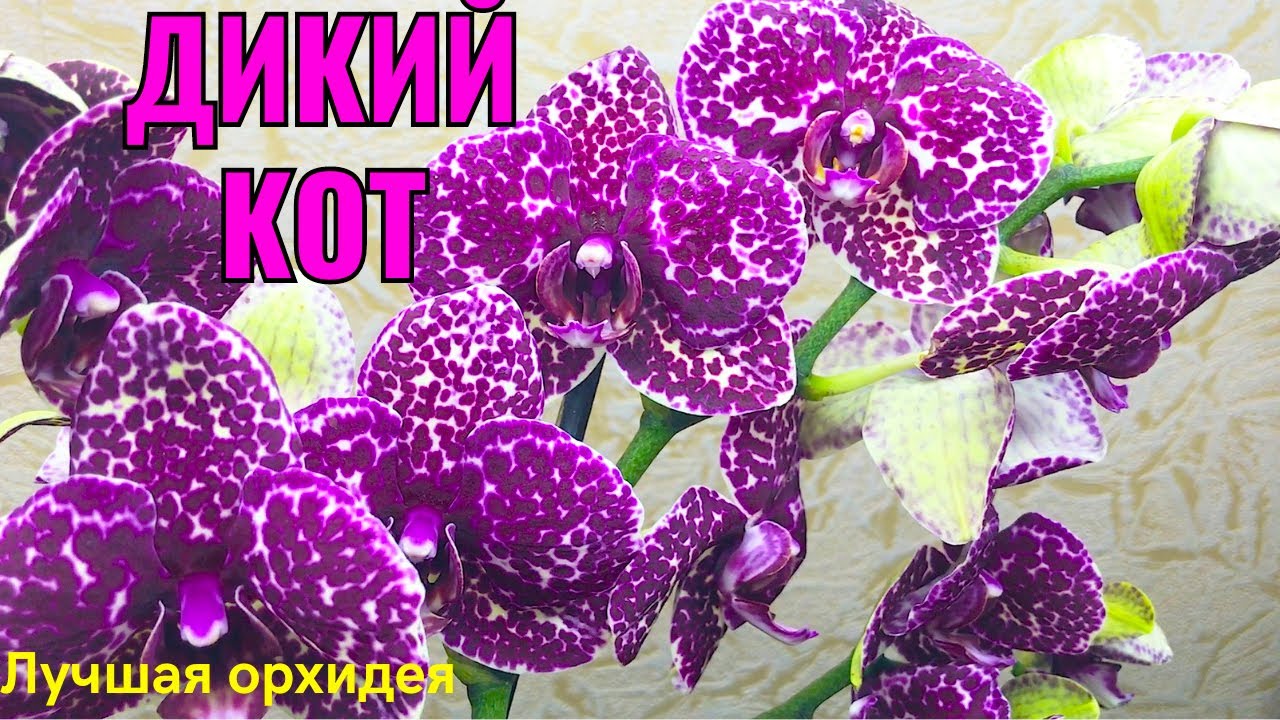 КОРОЛЕВА ВСЕХ ОРХИДЕЙ! Дикий Кот Моей радости нет предела!
