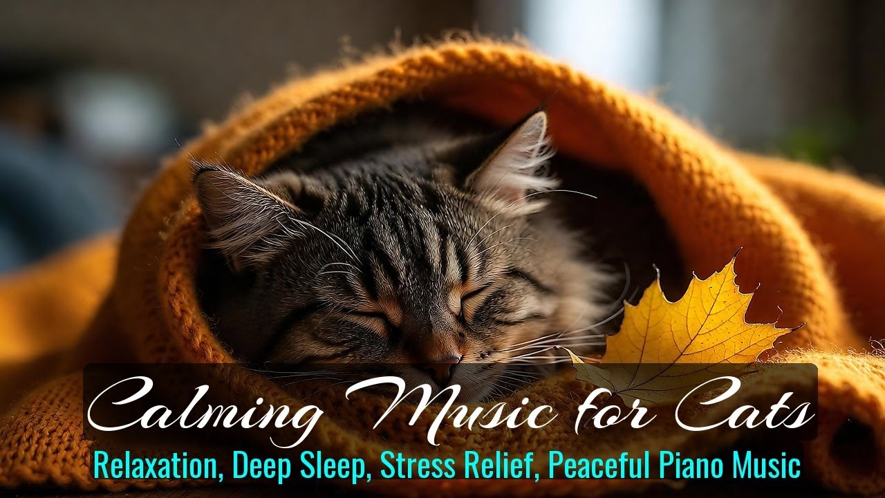 LIVE 😴 Cozy Rain Sounds for Cat Dreams 🌙 | Season 35
