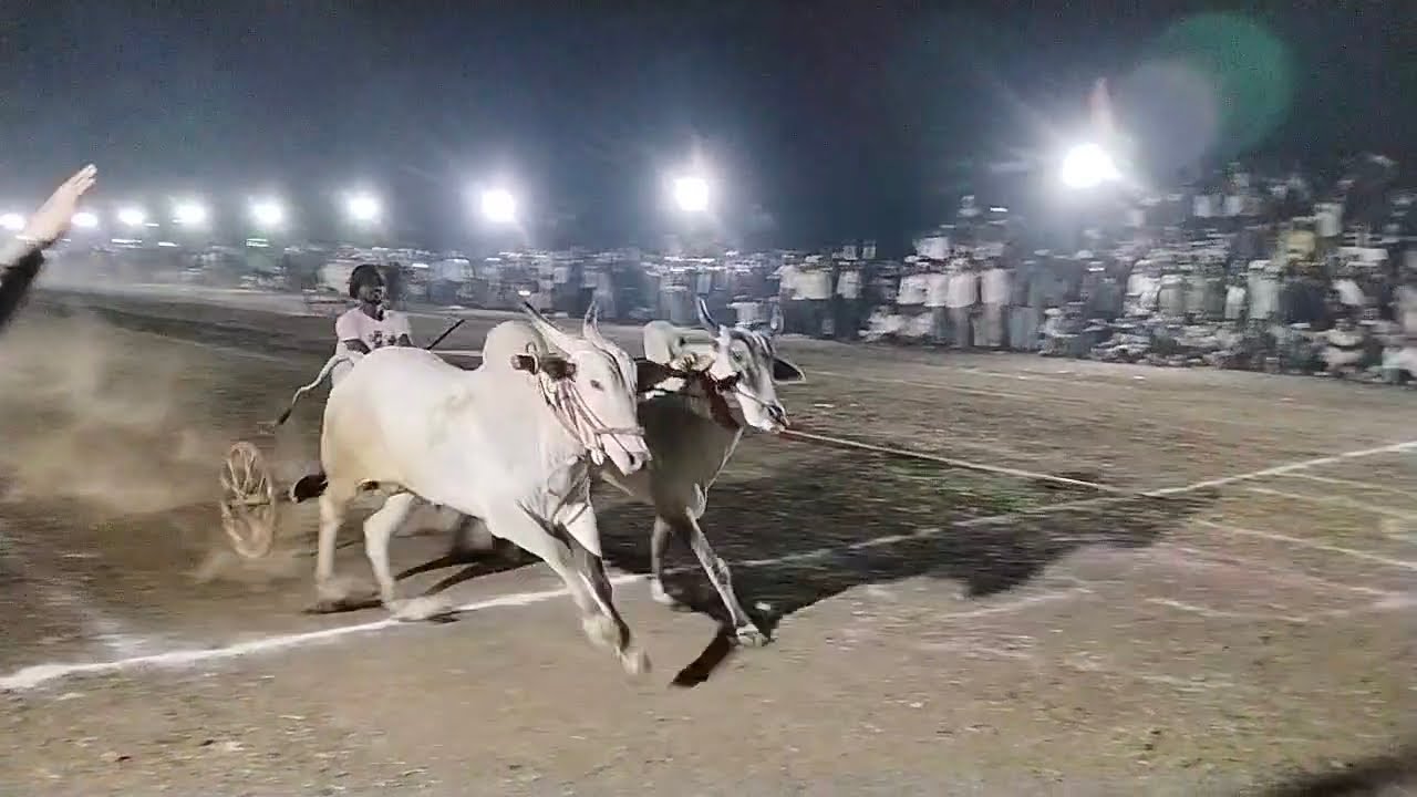 🦬🦬🦬🦬🦬🦬#cow 