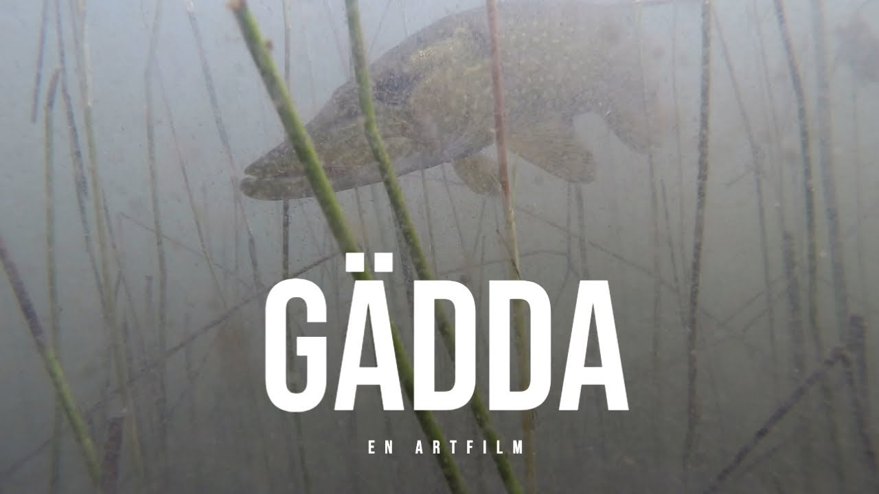 Gädda - En artfilm