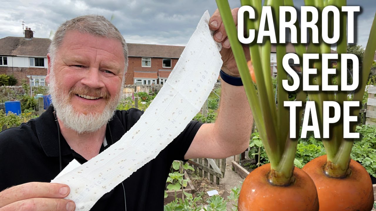 Sow Carrots Using Seed Tape Method | Sowing Carrots Easily