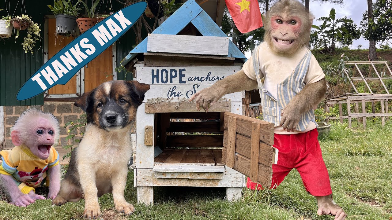 First Time! Monkey Max helps baby Dog get a new home 🐶🐒