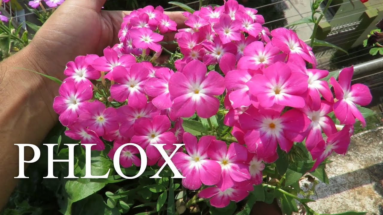 Phlox Flower Plant || How To Grow Phlox Flowers || Phlox Care