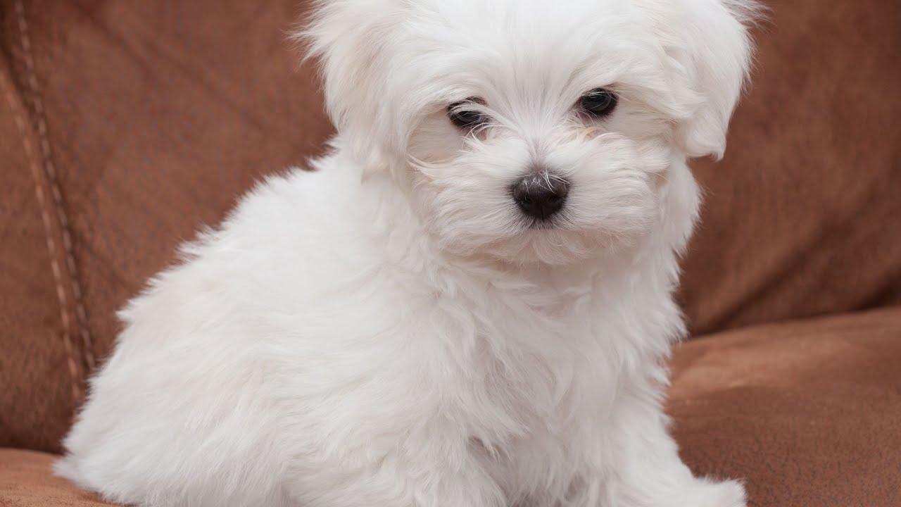 Maltese Dog Nutrition: Feeding Tips and Dietary Needs