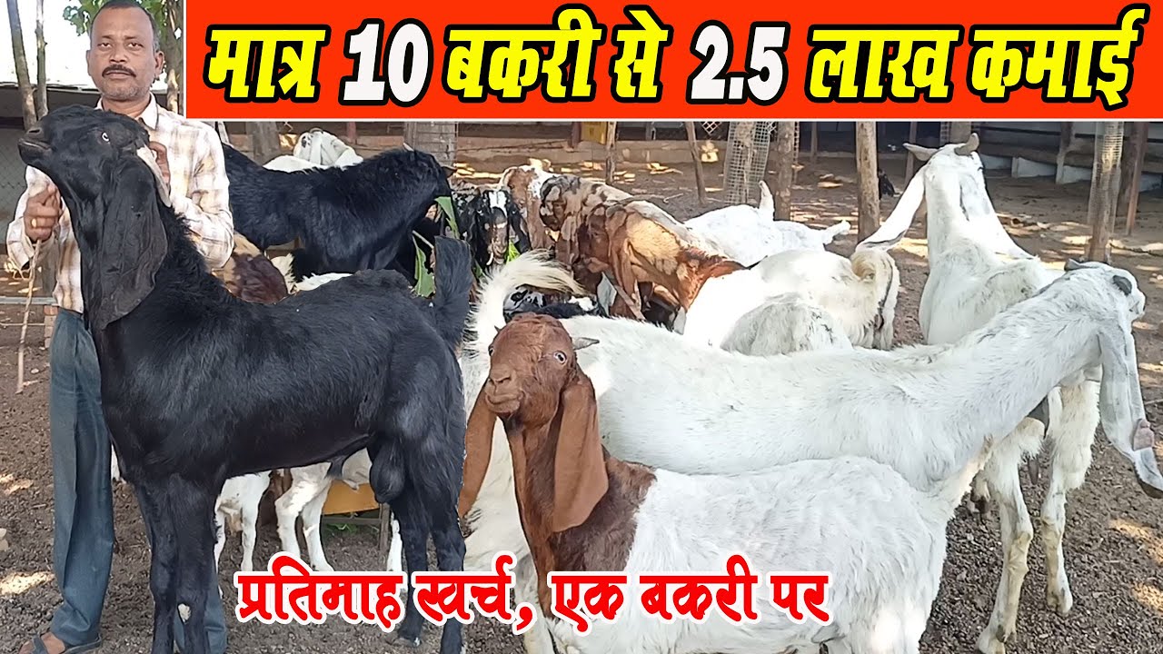 Devangen Goat Farm cg । मात्र 10 बकरी से 2.5 लाख कमाई ।। 2.5 Lakh Profit By 10 Goat ।94241 39462
