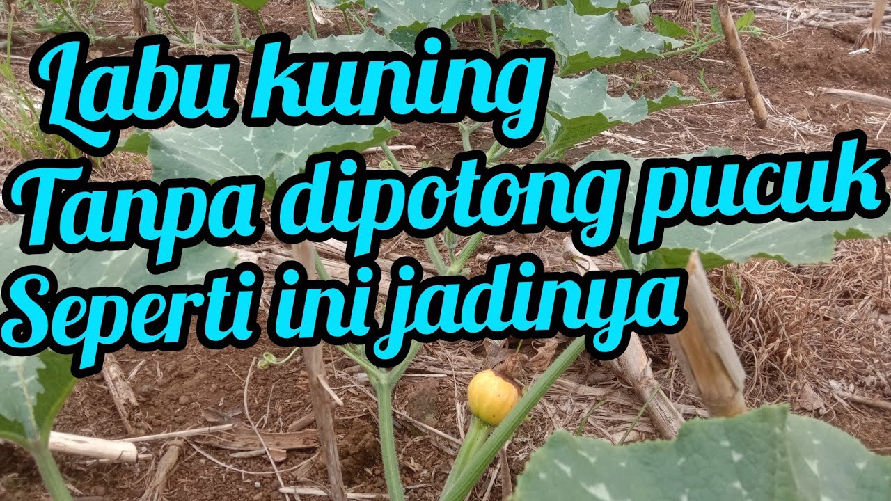 Pertumbuhan labu kuning ini tidak dipotong pucuk