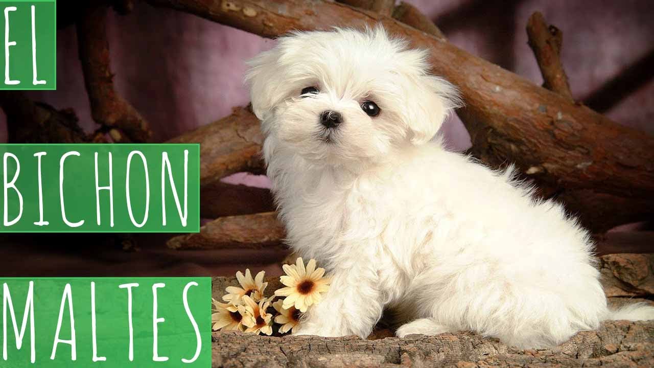 EL BICHÓN MALTÉS