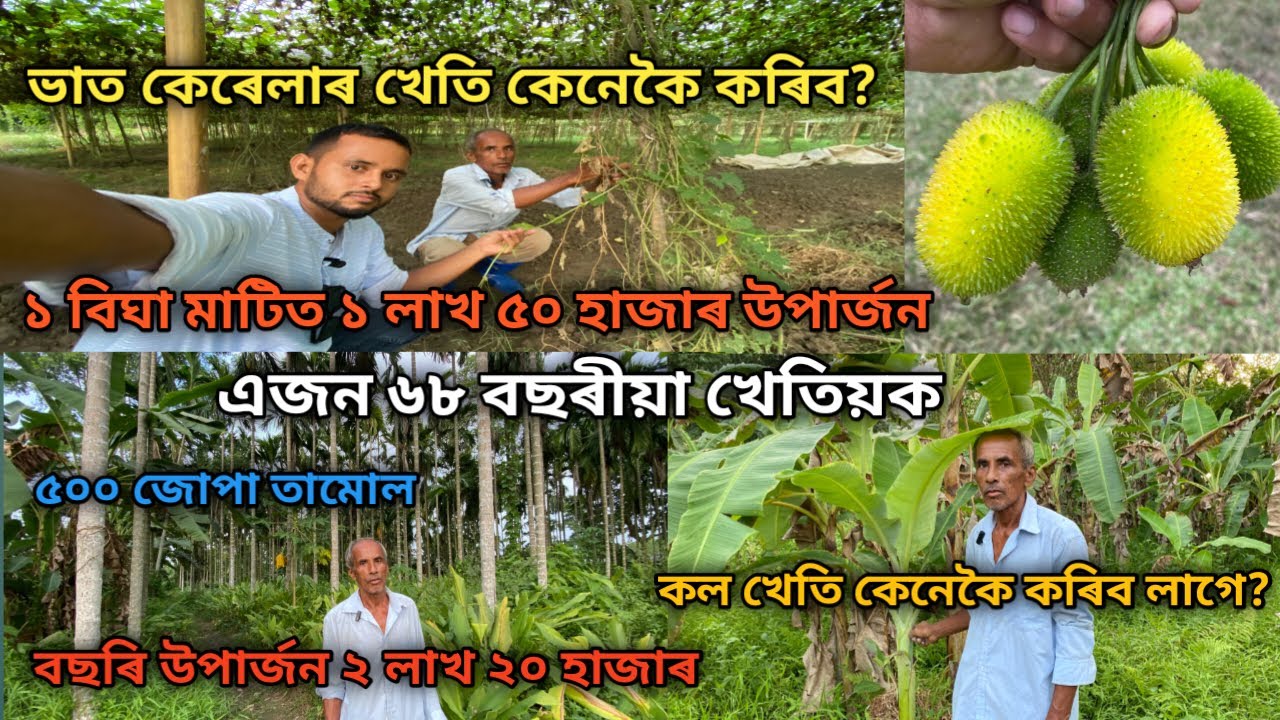 ভাত কেৰেলাৰ খেতি কেনেকৈ কৰিব?১ বিঘা মাটিত ১ লাখ ৫০ হাজাৰ উপাৰ্জন|Vat Kerala Kheti|Kerala Kheti