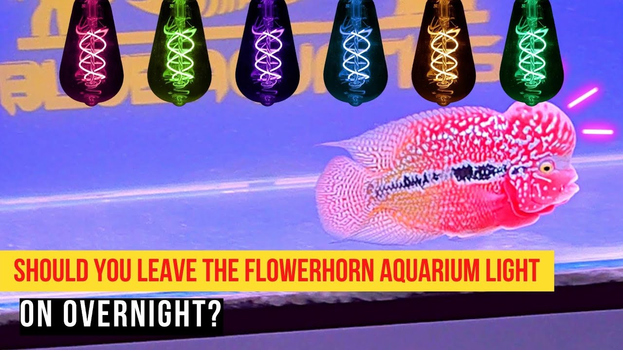 Should You Leave the Flowerhorn Aquarium Light ON Overnight?