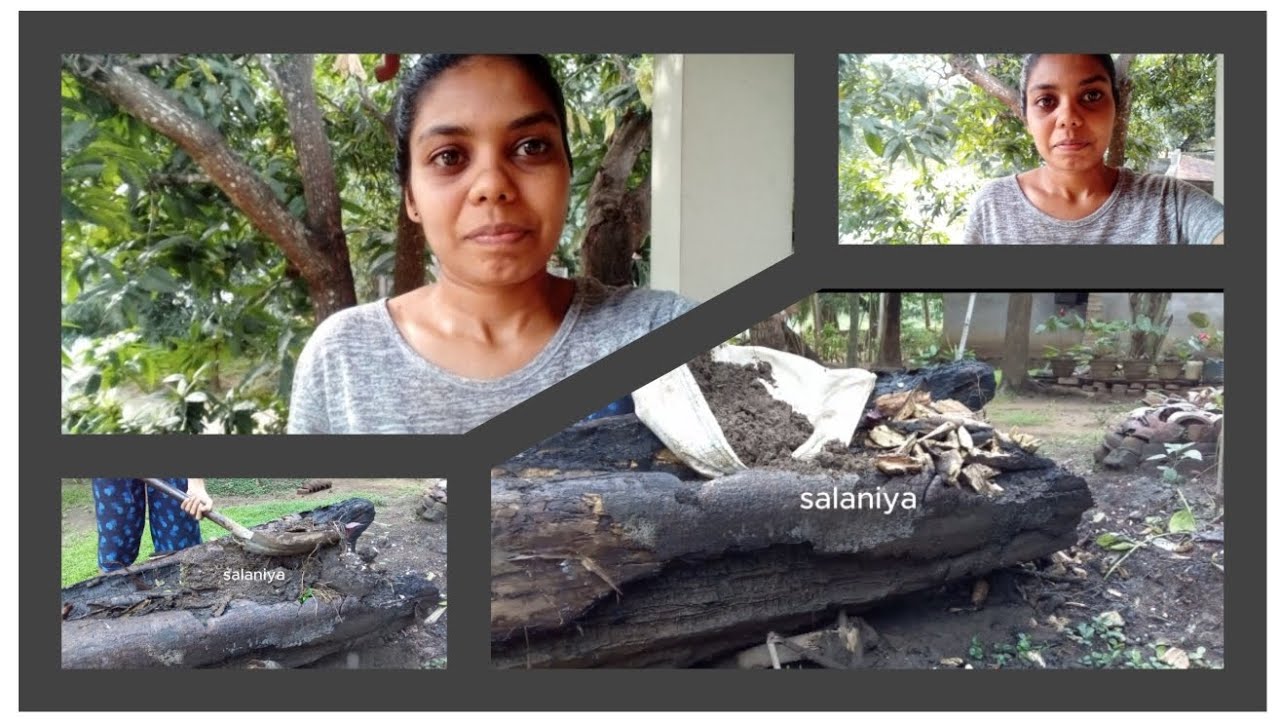  Garden එකට එකතු උණ අලුත් කෙනා|පැත්තකට දාපු කොටයකින් මම වැඩක් ගත්තා | @Salaniya #dayvlogs #Salaniya