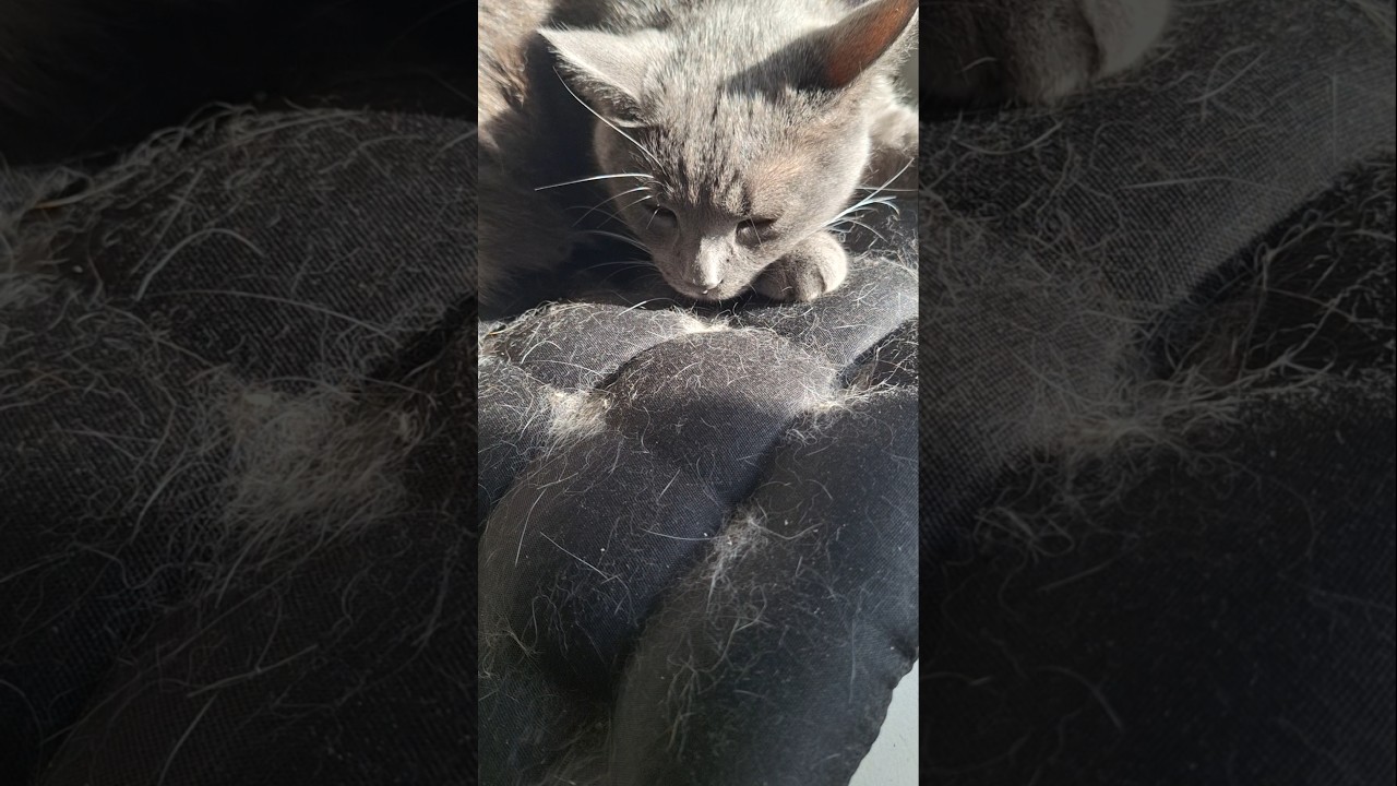 Красивый😎котик😻 