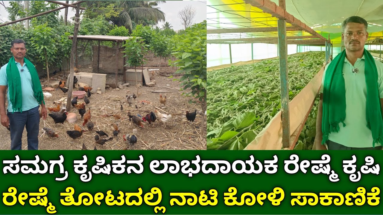 ರೇಷ್ಮೆ ತೋಟದಲ್ಲಿ ನಾಟಿ ಕೋಳಿ ಸಾಕಾಣಿಕೆ | integrated farming | silkworm farming | nati koli sakanike