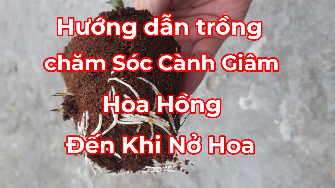 Hướng dẫn trồng cành giâm, cành chiết Hoa Hồng và chăm sóc đến khi nở Hoa
