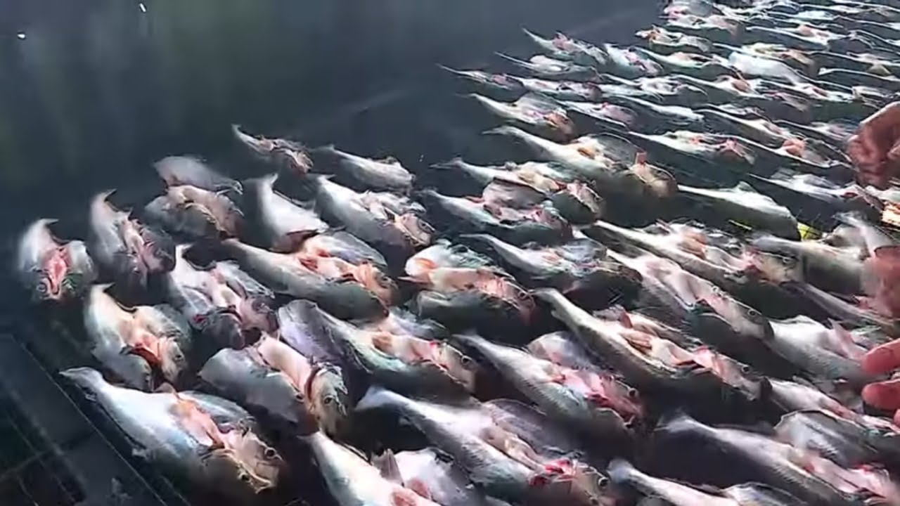 Teknik Pengasapan Ikan | RAGAM INDONESIA (28/12/21)