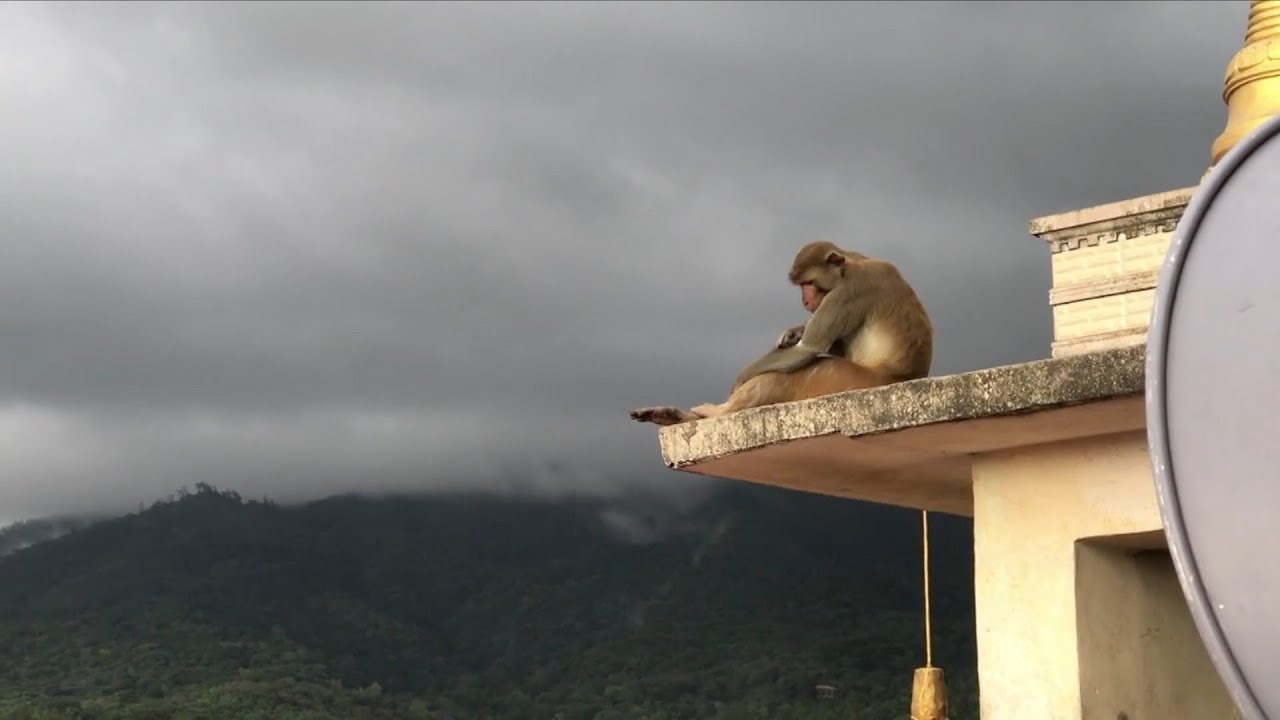 Thousands of monkeys invade Myanmar temple to shelter from rain