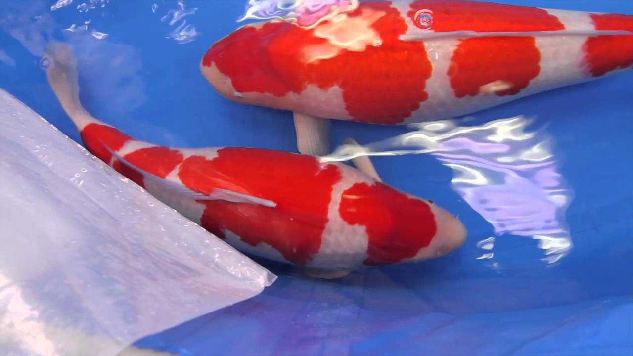All Japan Koi Show 2012 (Part 3)