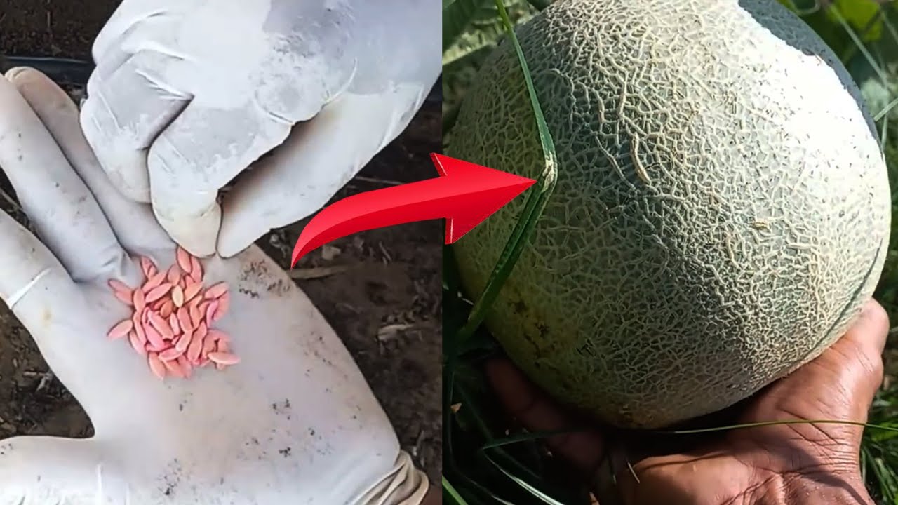 Effortless Melon Cultivation: Achieving Quality Harvests (69 Days)
