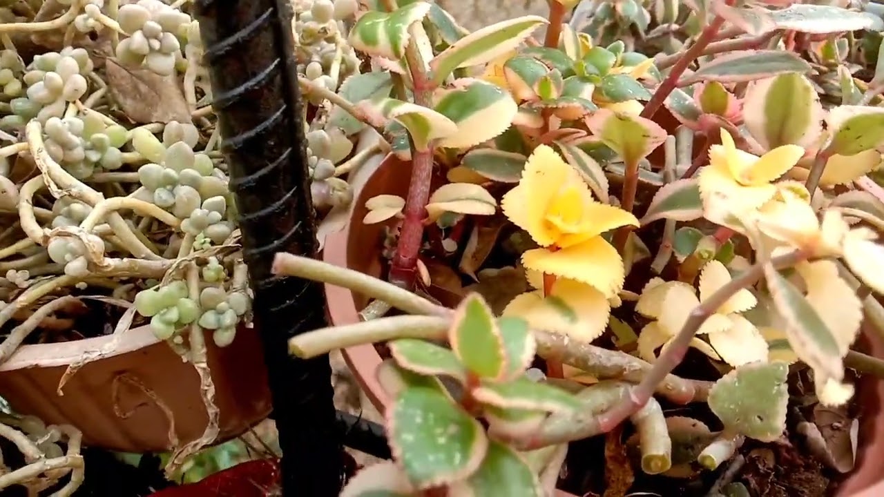 जाते हुए जनवरी में सक्यूलेंट के पौधों की अपडेट/सक्यूलेंट प्लांट/succulent