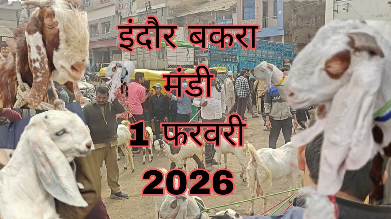 इंदौर बजरिया बकरा मंडी 1 फरवरी 2026 