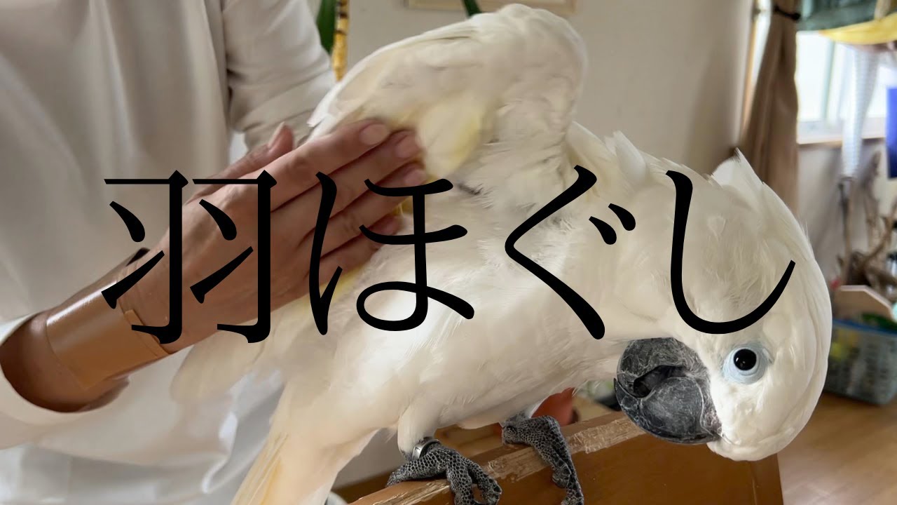 【ASMR】オウムの羽を撫で回しながらほぐしてリラックス