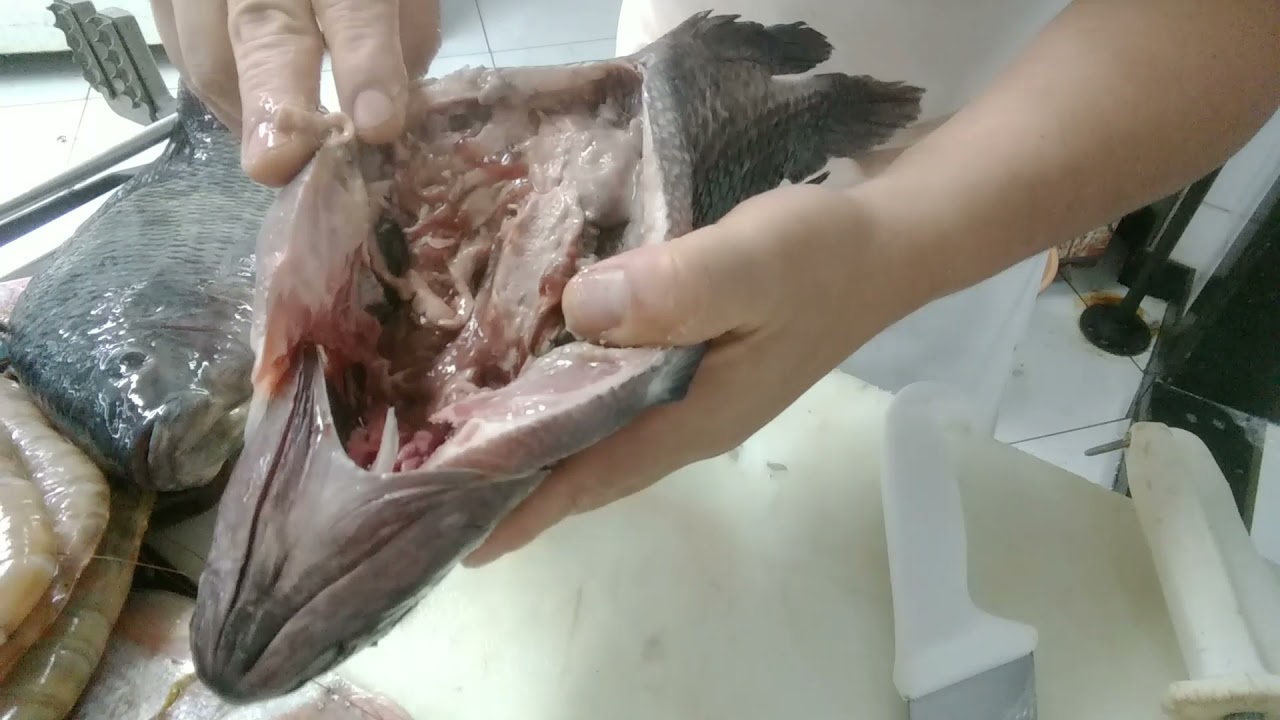 Como escolher, comprar ou reconhecer um peixe fresco